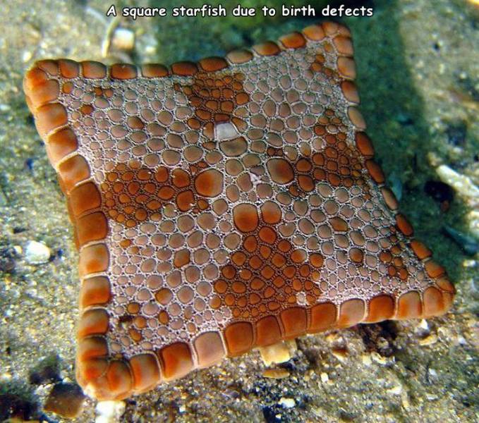 funny random pics - square starfish - A square starfish due to birth defects