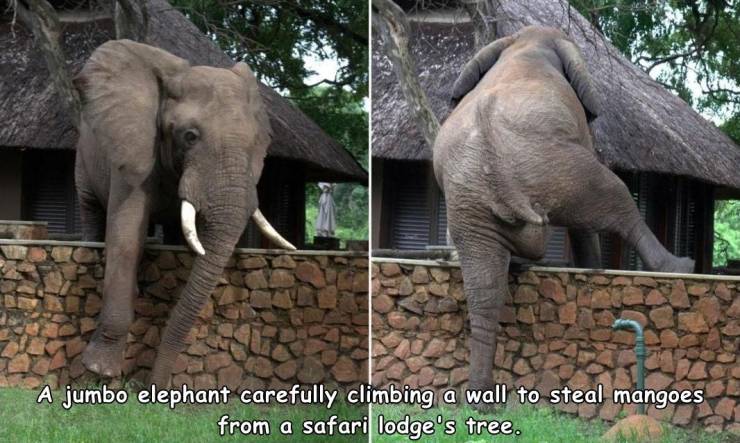 funny random pics - loxodon rogue - A jumbo elephant carefully climbing a wall to steal mangoes from a safari lodge's tree.