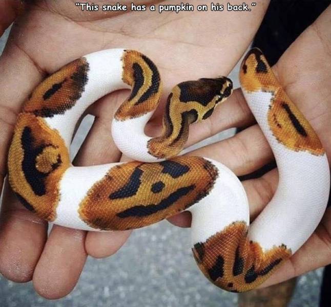 funny random pics - python piebald -