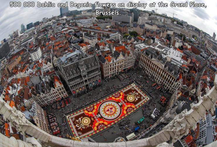 funny random pics - brussels flower carpet - 4 500 000 Dahlia and Begonia flowers on display at the Grand Place, Brussels. Baise Am Ne 2030203038352362