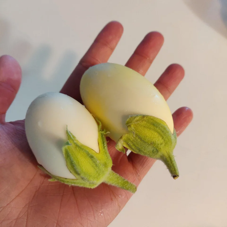Eggplant that looks like eggs growing from a plant.