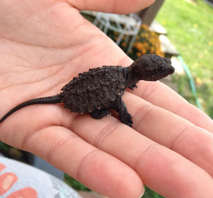Baby Snapping Turtles look like dinosaurs.