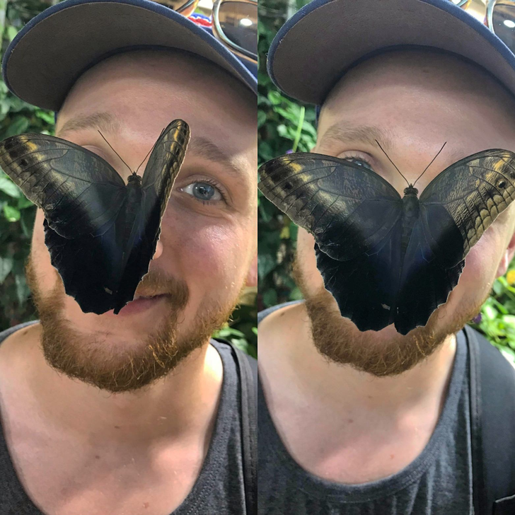Butterfly landed on my face and deiced to hang out.