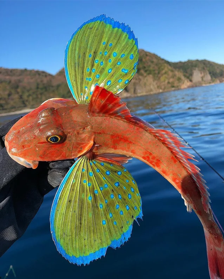 A very colorful fish with wings.