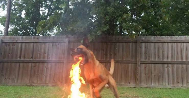 funny random pics - dog breathing fire