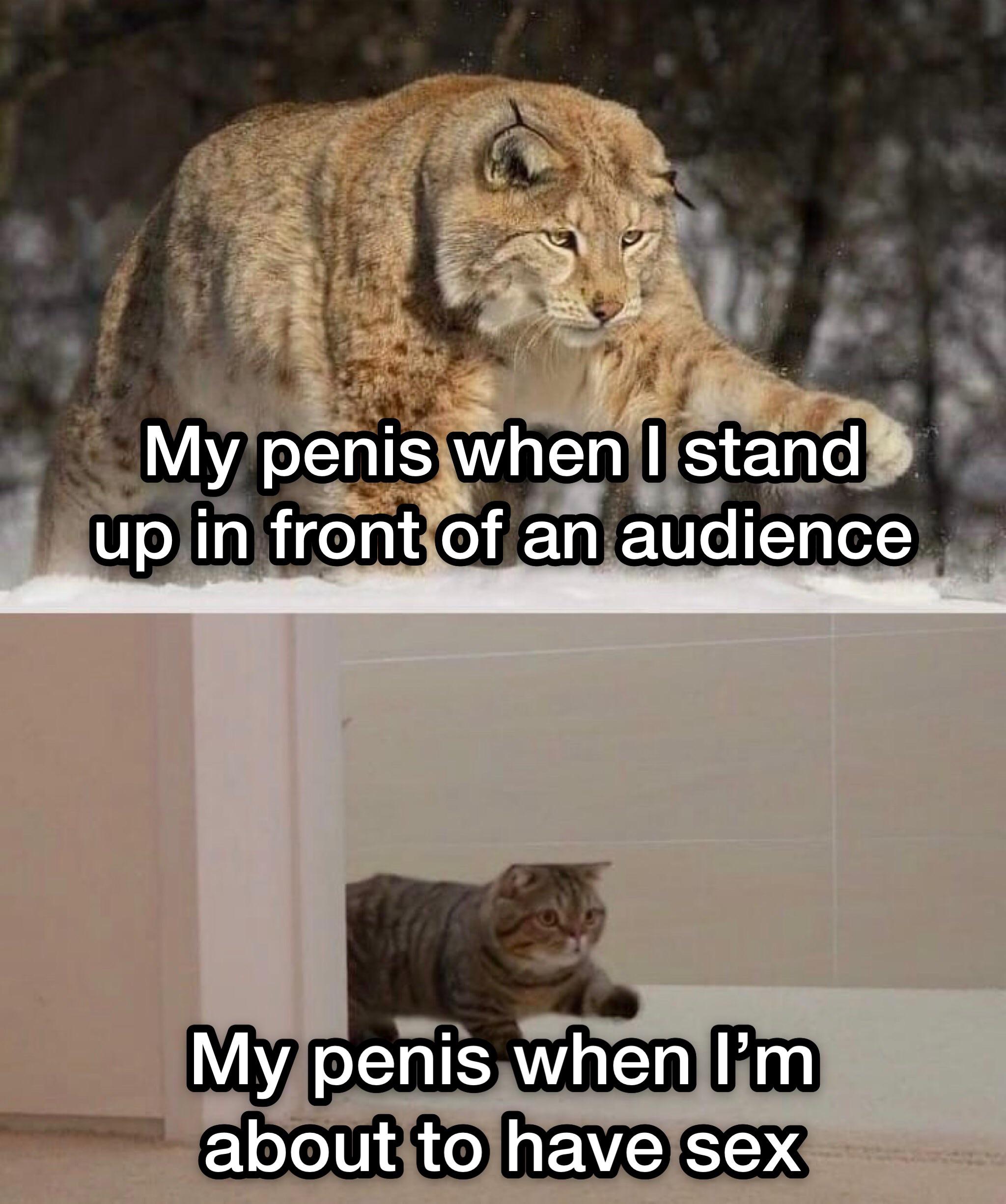sex memes - lol cats - My penis when I stand up in front of an audience My penis when I'm about to have sex