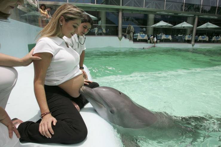 funny pics - dolphin with pregnant woman