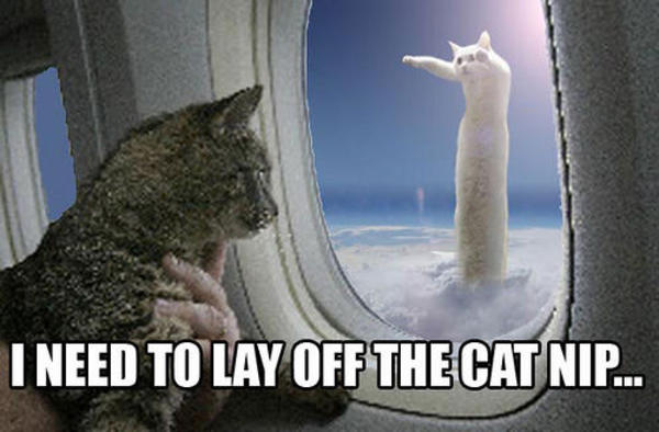 longcat meme - I Need To Lay Off The Cat Nip...