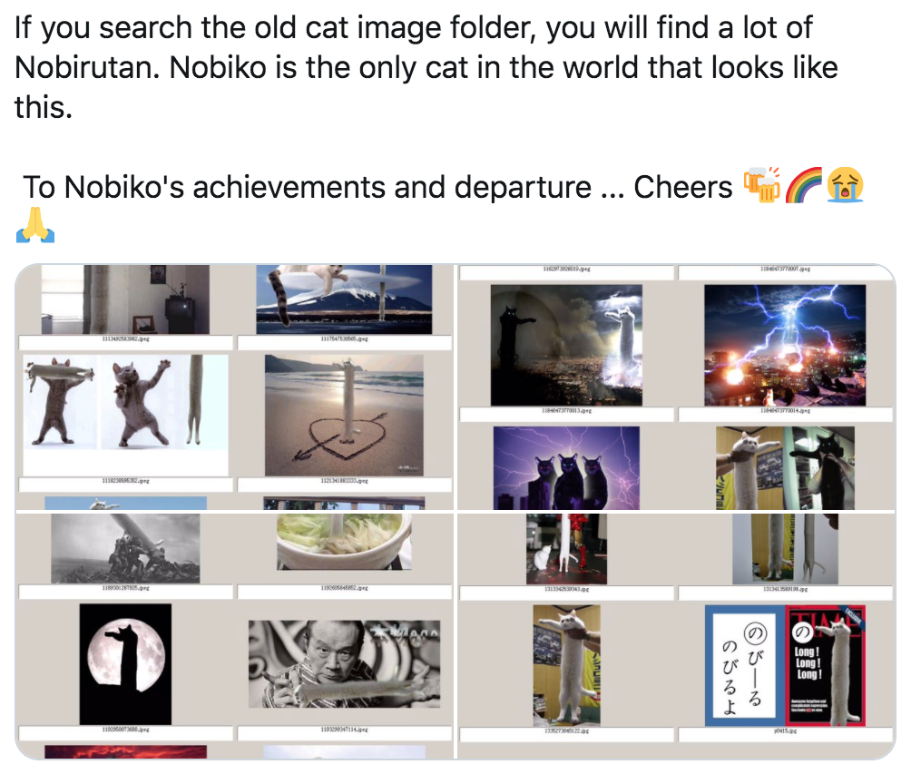 longcat vs tacgnol - If you search the old cat image folder, you will find a lot of Nobirutan. Nobiko is the only cat in the world that looks this. To Nobiko's achievements and departure ... Cheers T Krat ta Lang