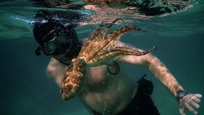 netflix my octopus teacher - swimming with octopus