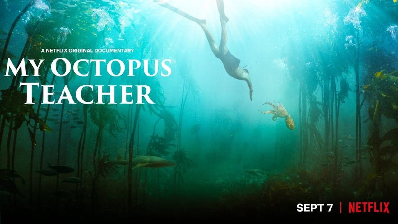A Netflix Original Documentary My Octopus Teacher Sept 7 | Netflix
