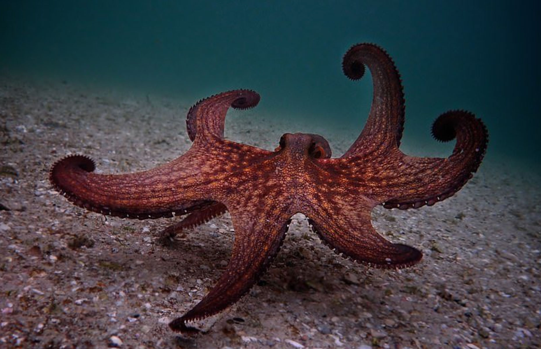 netflix my octopus teacher - Octopus walking on the ocean floor