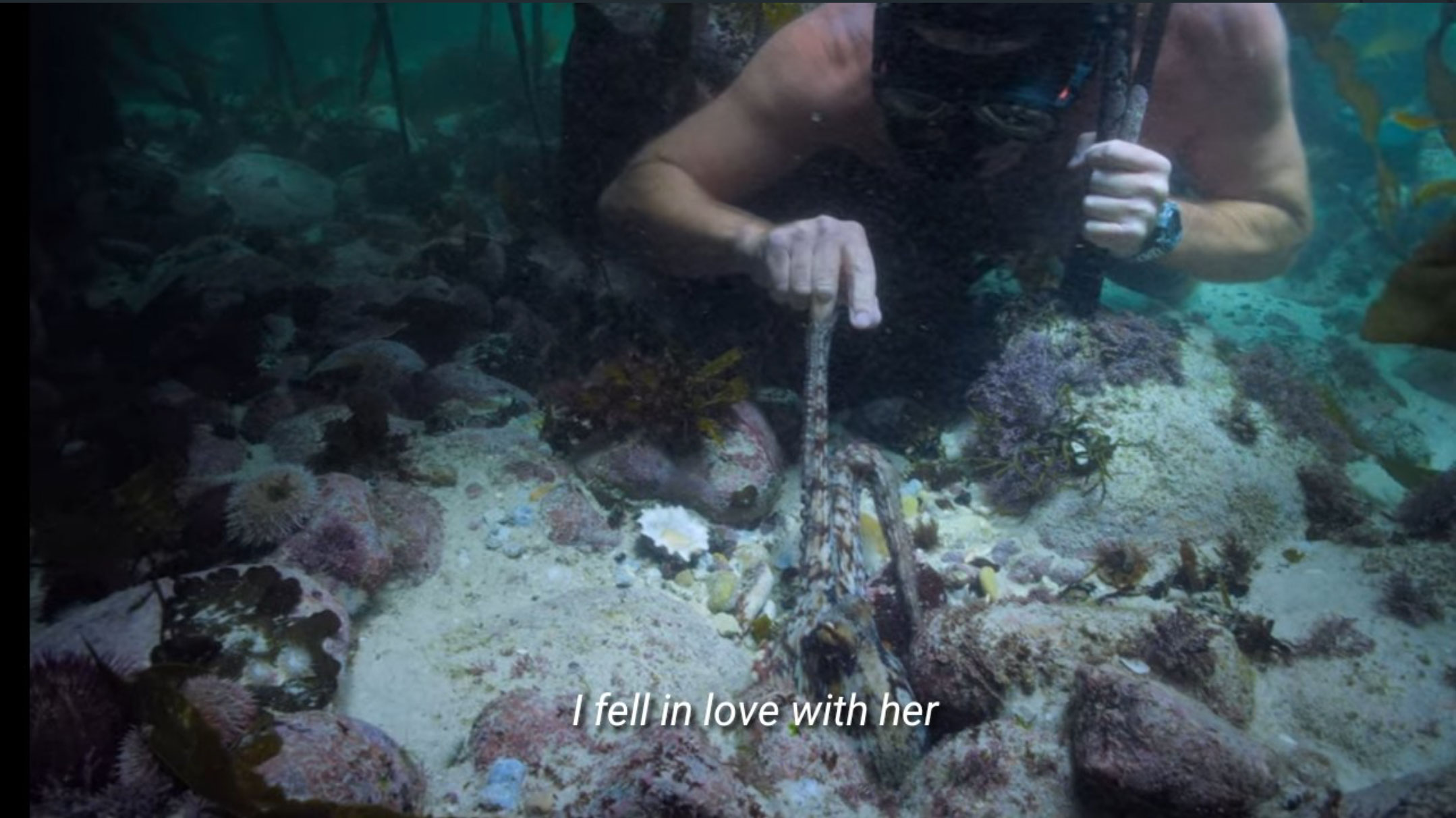 netflix my octopus teacher - underwater - I fell in love with her