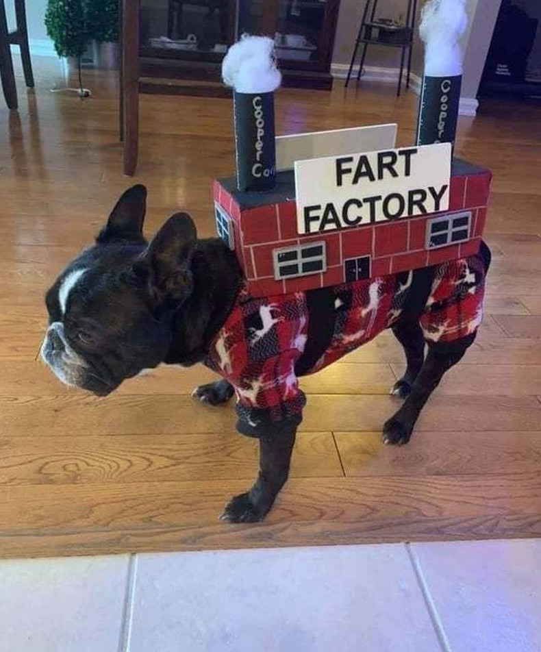 halloween memes - dog halloween costume boston terrier - Oool 0000L Coll Fart Factory