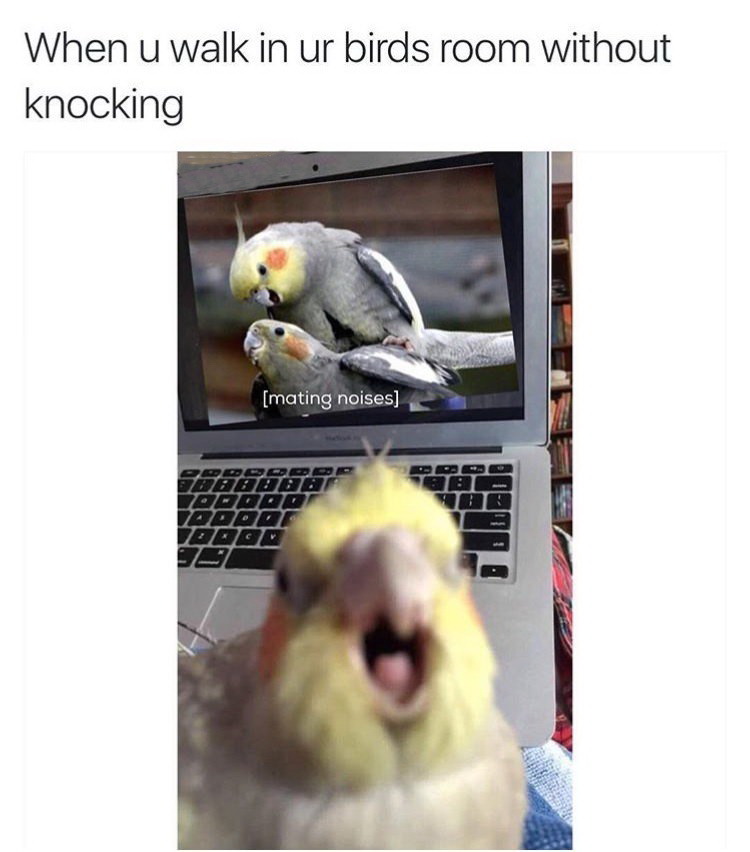 offensive memes - When u walk in ur birds room without knocking mating noises Bbbbba App