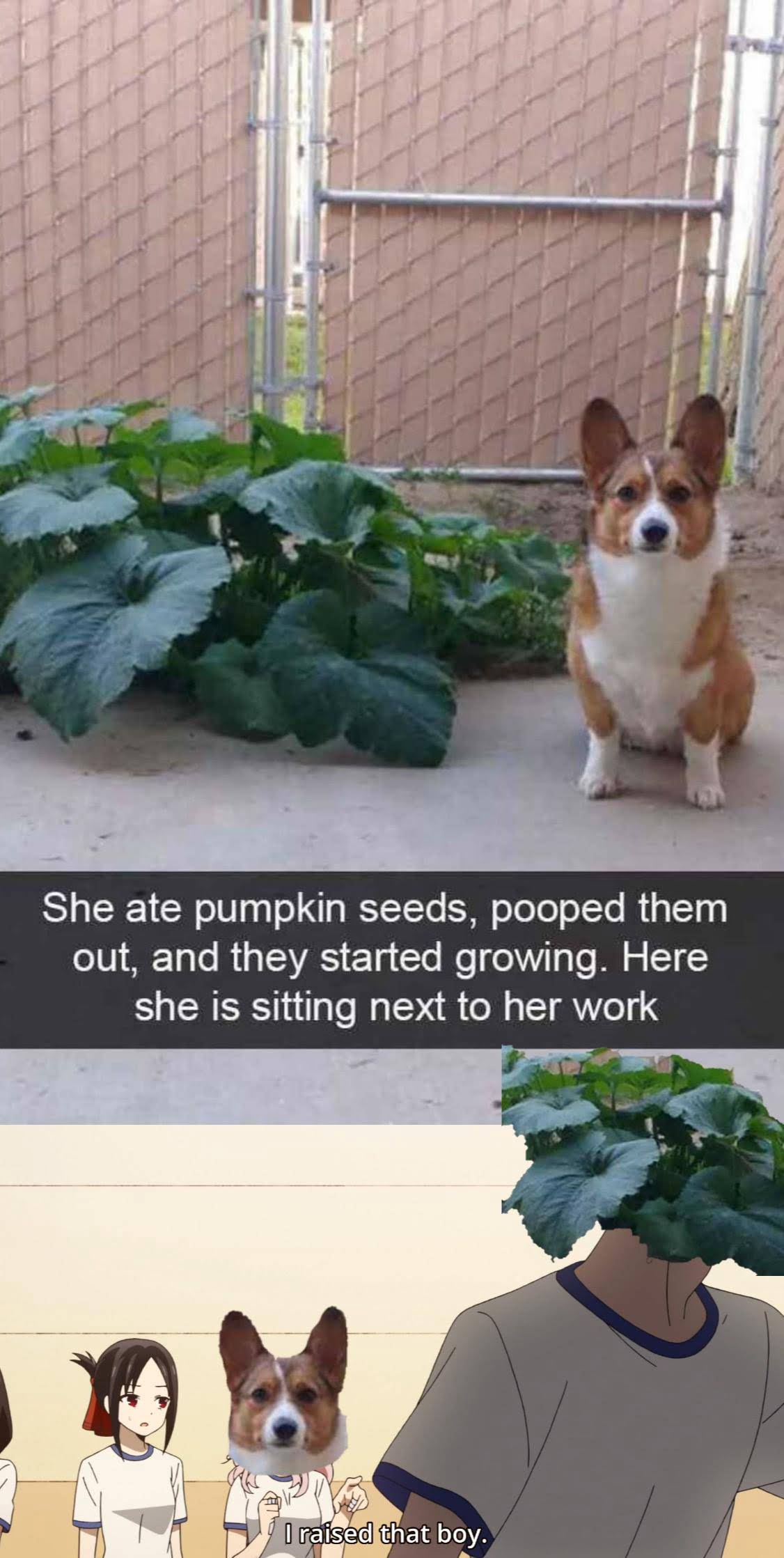 dank memes - dog ate pumpkin seeds - She ate pumpkin seeds, pooped them out, and they started growing. Here she is sitting next to her work I raised that boy.