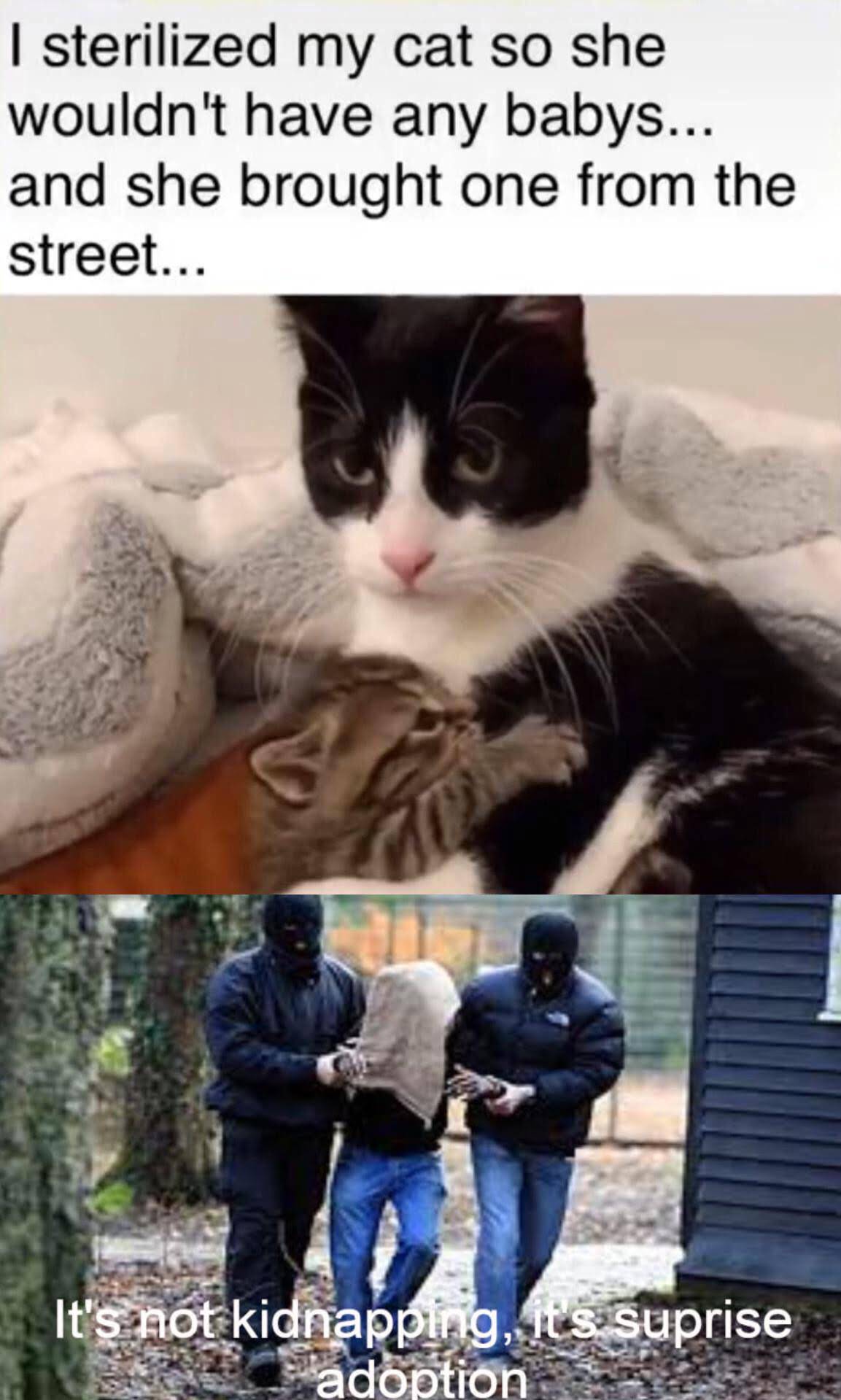 dank memes - I sterilized my cat so she wouldn't have any babys... and she brought one from the street... It's not kidnapping, it's suprise adoption