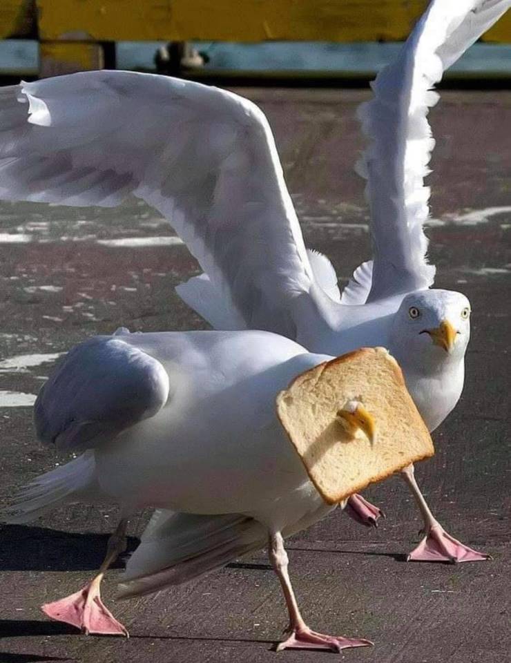 funny memes and pics - seagull food