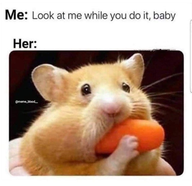 dirty-memes-hamster stuffing his face - Me Look at me while you do it, baby Her