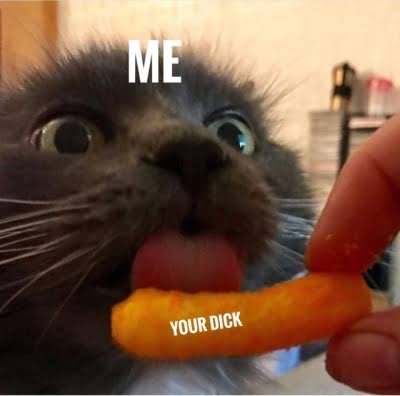 sex memes - cat meme sex - Me Your Dick