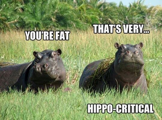 dad jokes - hippo critical - That'S Very.. You'Re Fat HippoCritical