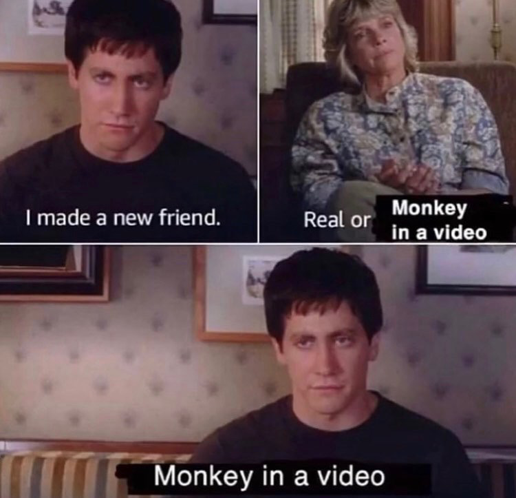dank memes - donnie darko i made a new friend - I made a new friend. Real or Monkey in a video Monkey in a video