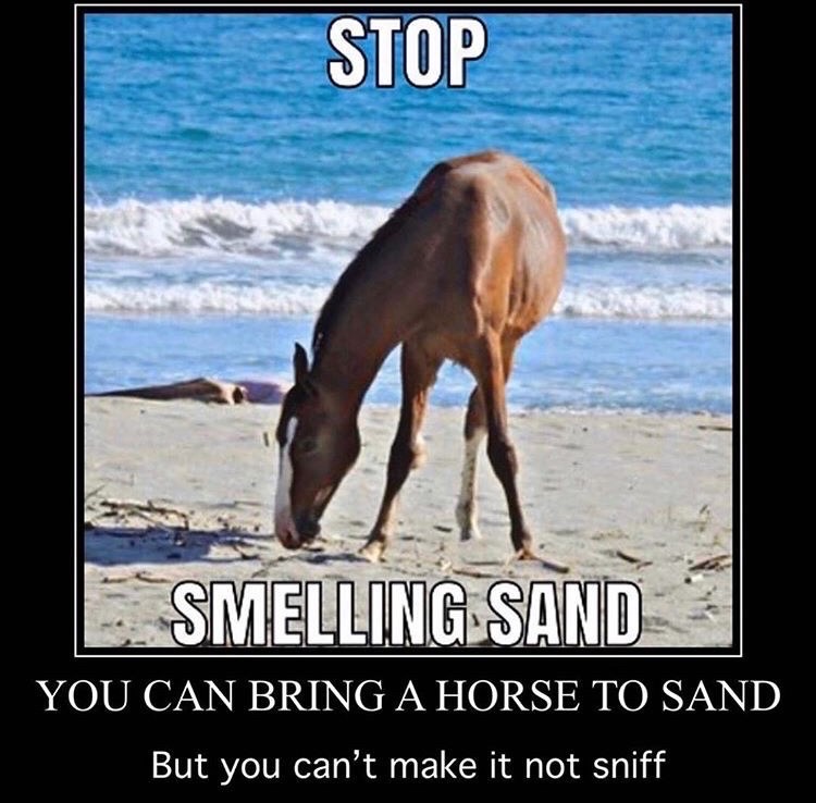 dank memes - horse sniffing sand meme - Stop Smelling Sand You Can Bring A Horse To Sand But you can't make it not sniff