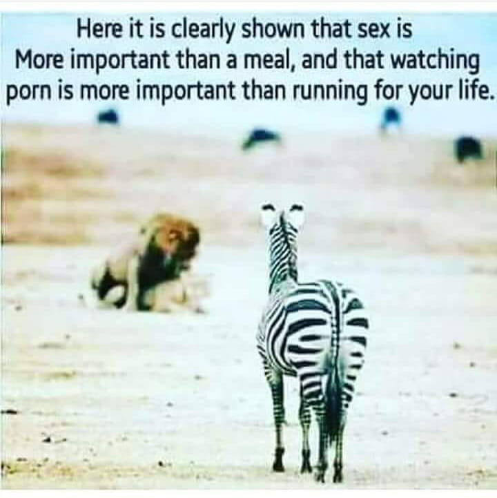 sex memes - here is clearly shown that sex is more important than a meal - Here it is clearly shown that sex is More important than a meal, and that watching porn is more important than running for your life.