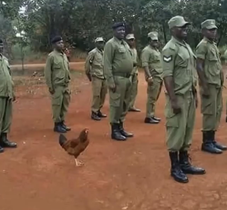 scary pictures - soldier chicken