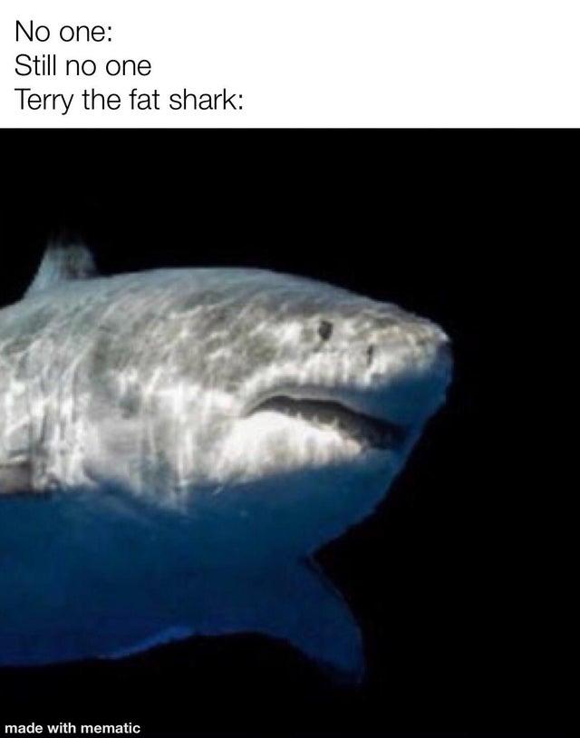 terry the fat shark - No one Still no one Terry the fat shark made with mematic