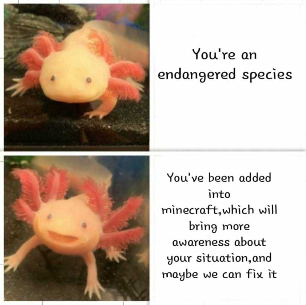 minecraft memes - minecraft update- glowsquids - Axolotl - You're an endangered species You've been added into minecraft, which will bring more awareness about your situation, and maybe we can fix it