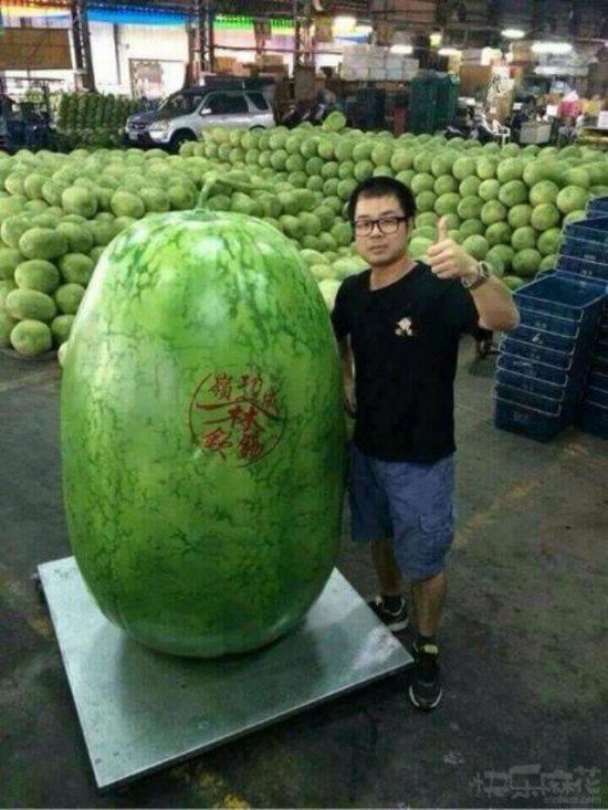 massive things -  world's largest watermelon