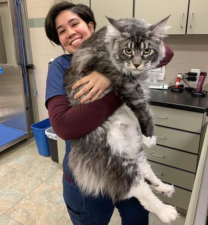 massive things -  giant maine coon
