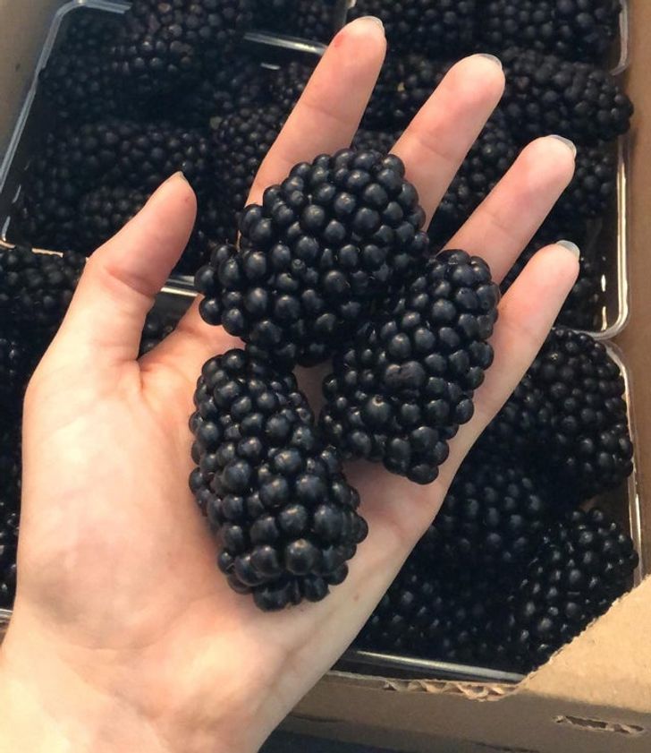 massive things -  blackberries real