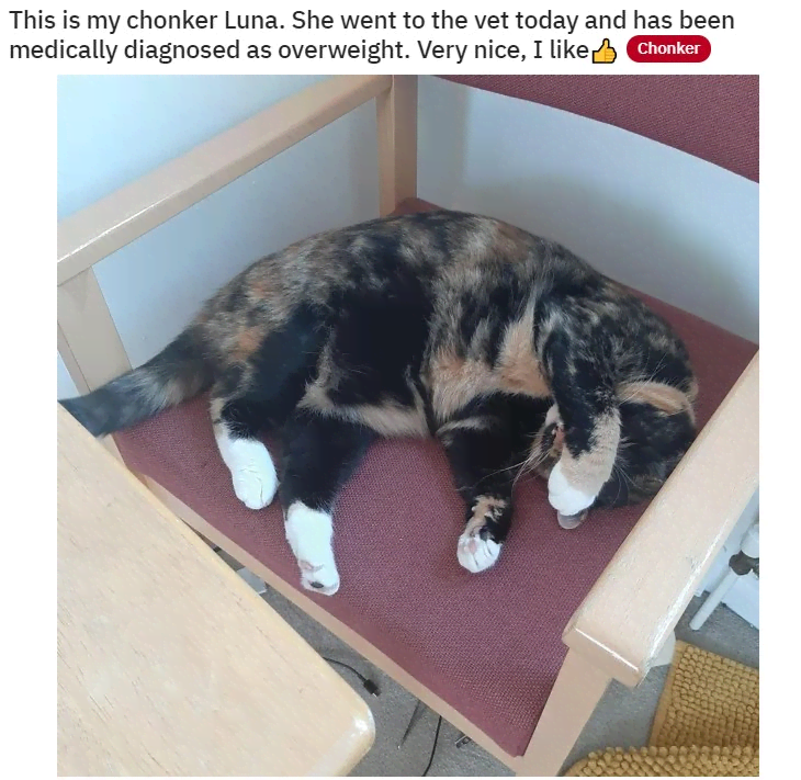 bad reddit posts- cat - This is my chonker Luna. She went to the vet today and has been medically diagnosed as overweight. Very nice, I $ Chonker