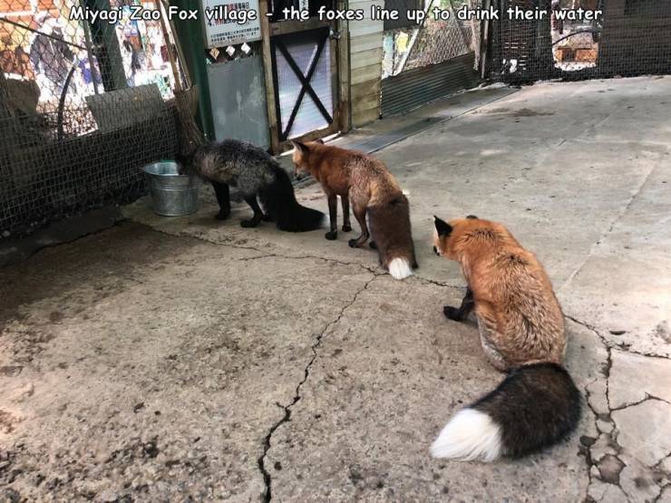 funny random pics - fauna - Miyagi Zao Fox village the foxes line up to drink their water