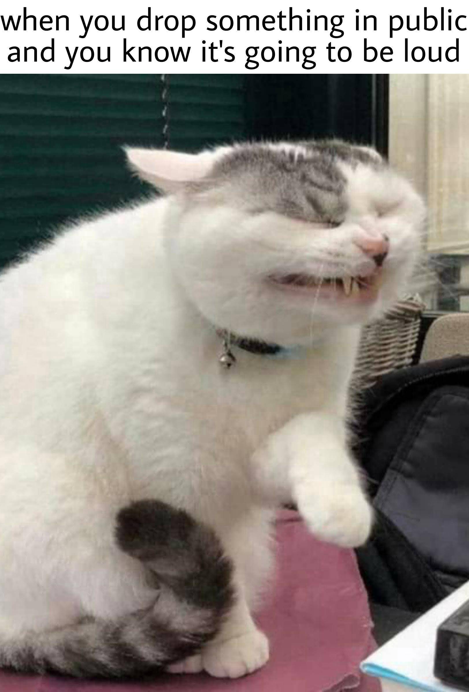 dank - memes -  cat about to sneeze - when you drop something in public and you know it's going to be loud