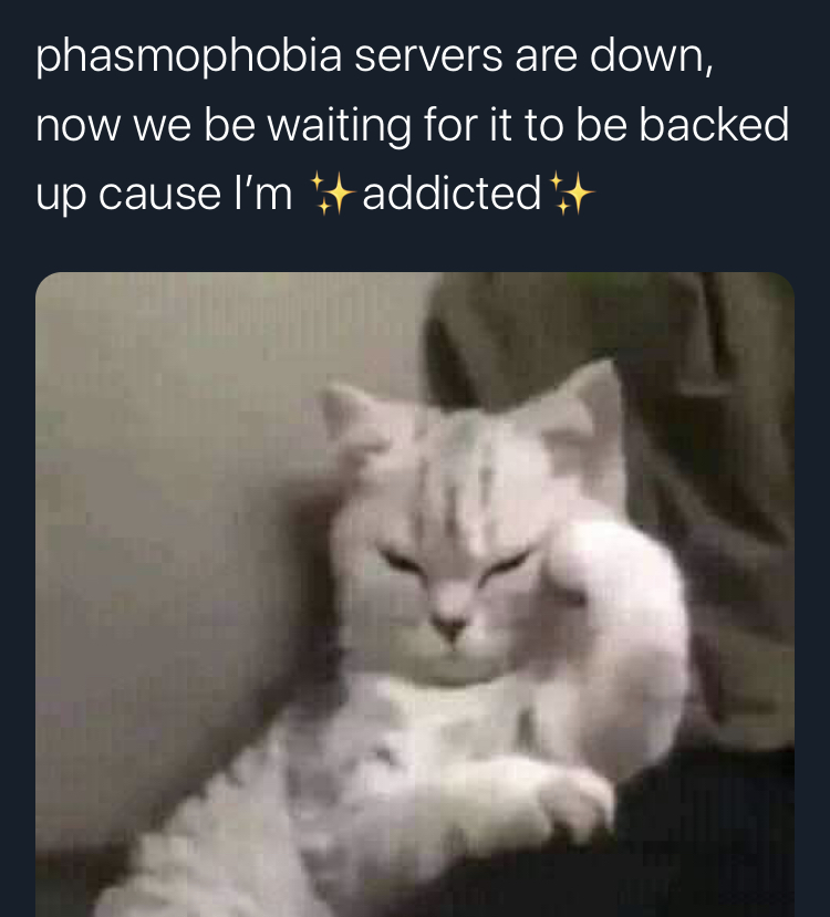Phasmophobia Memes - obscure cat - phasmophobia servers are down, now we be waiting for it to be backed up cause I'm addicted