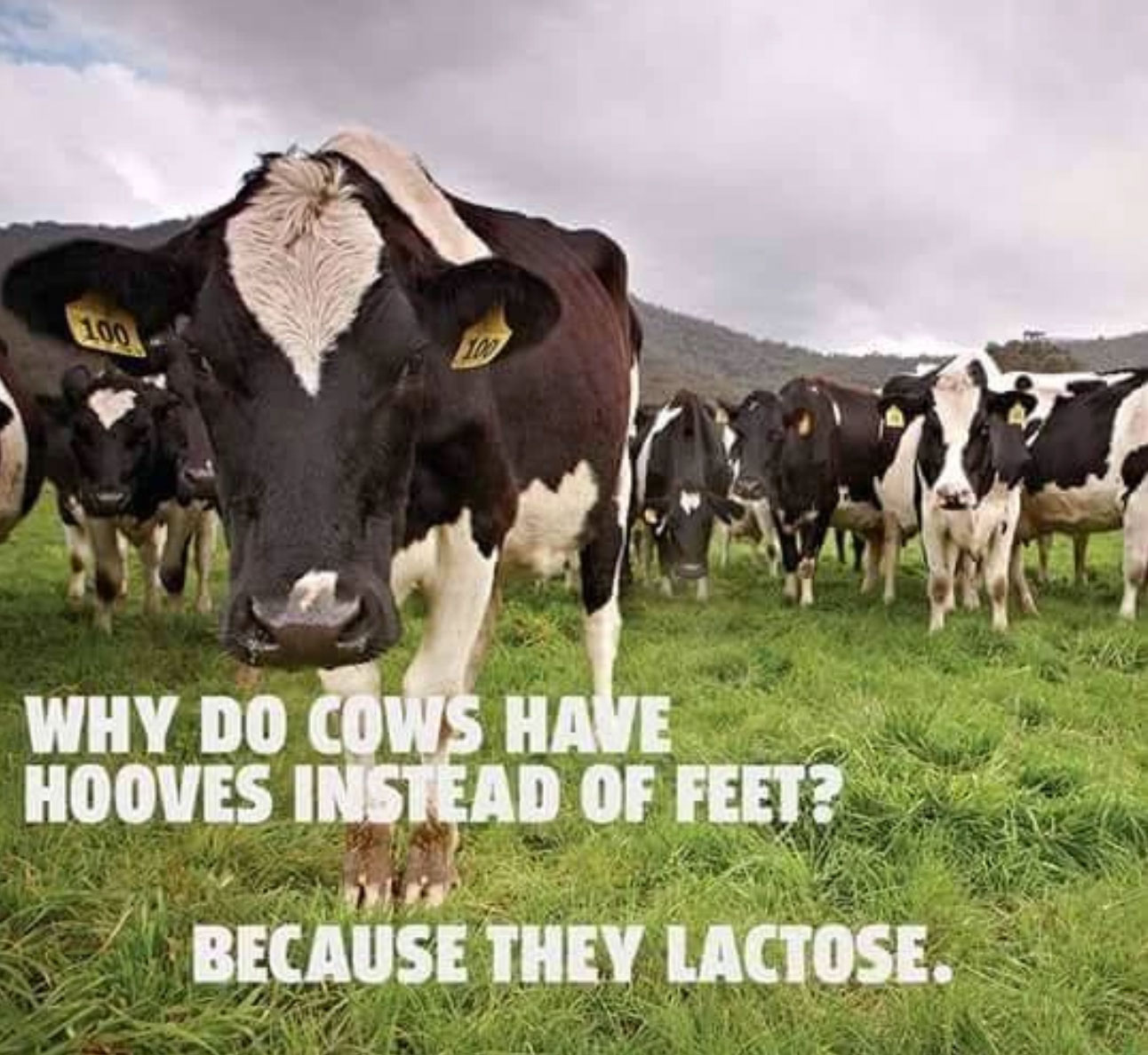 funny country jokes - W Why Do Cows Have Hooves Instead Of Feet? Because They Lactose.