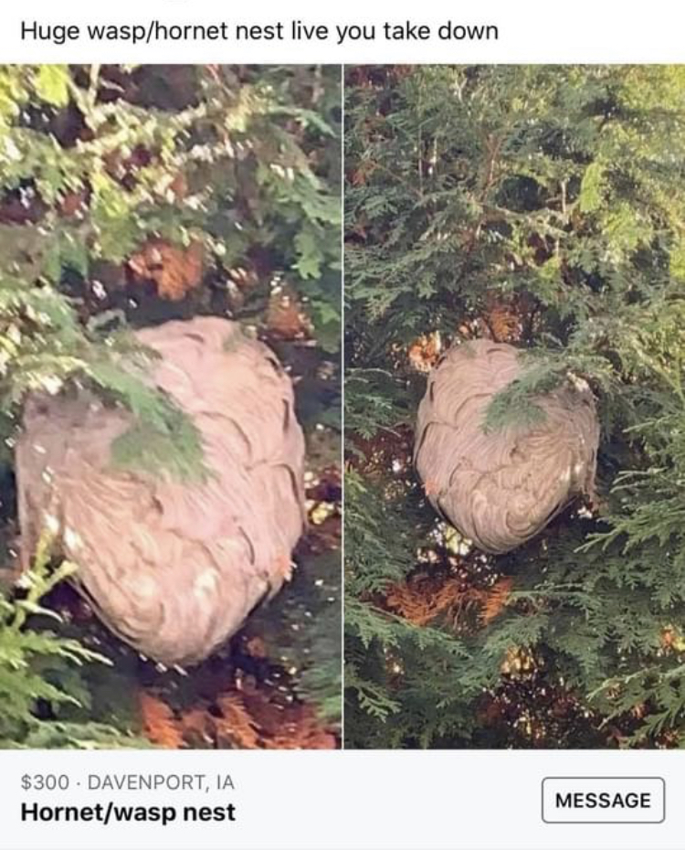 facebook marketplace - is this item still available memes - soil - Huge wasphornet nest live you take down $300. Davenport, Ia Hornetwasp nest Message