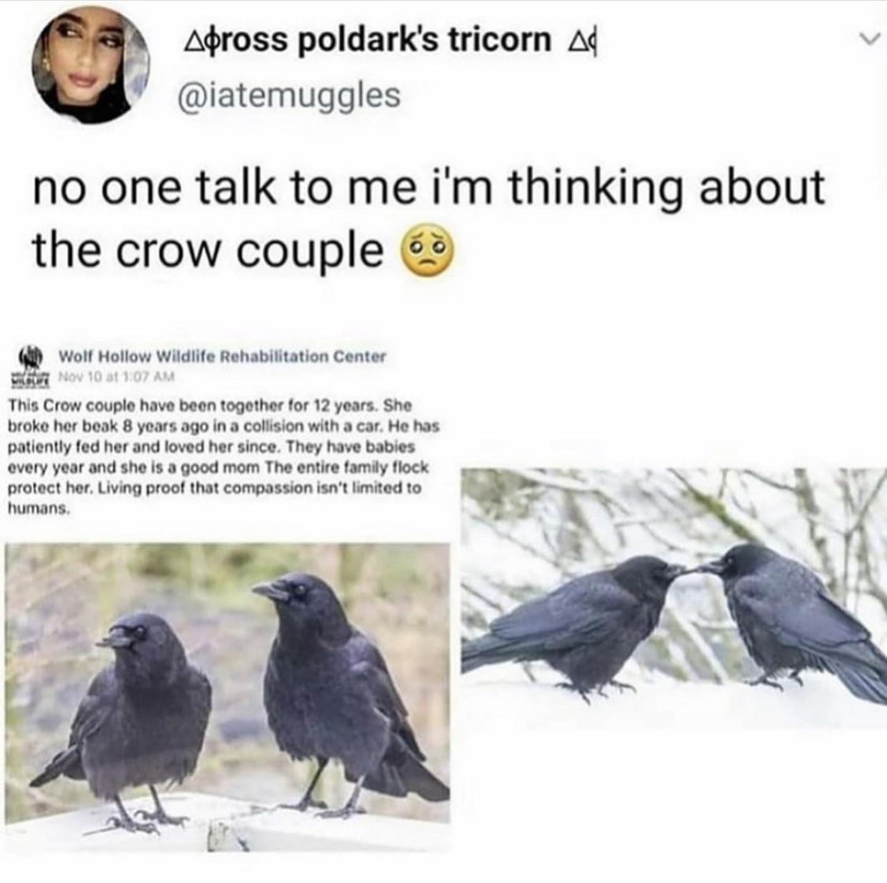 relationship-memes-wholesome crow memes - Apross poldark's tricorn Ad no one talk to me i'm thinking about the crow couple Wolf Hollow Wildlife Rehabilitation Center Nov 10 at This Crow couple have been together for 12 years. She broke her beak 8 years ag