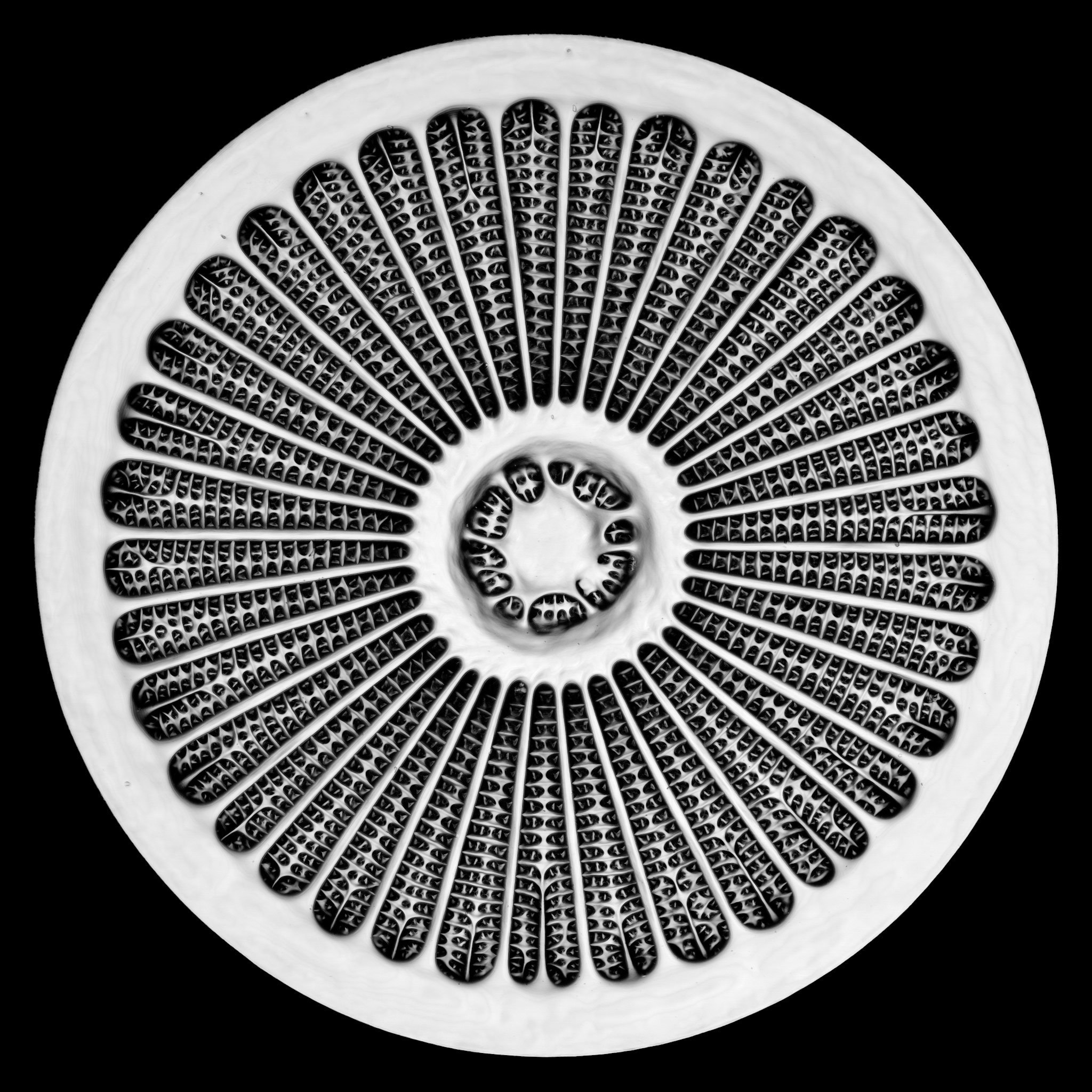 2020 nikon photomicrography competition winners - Silica cell wall of the marine diatom Arachnoidiscus sp.