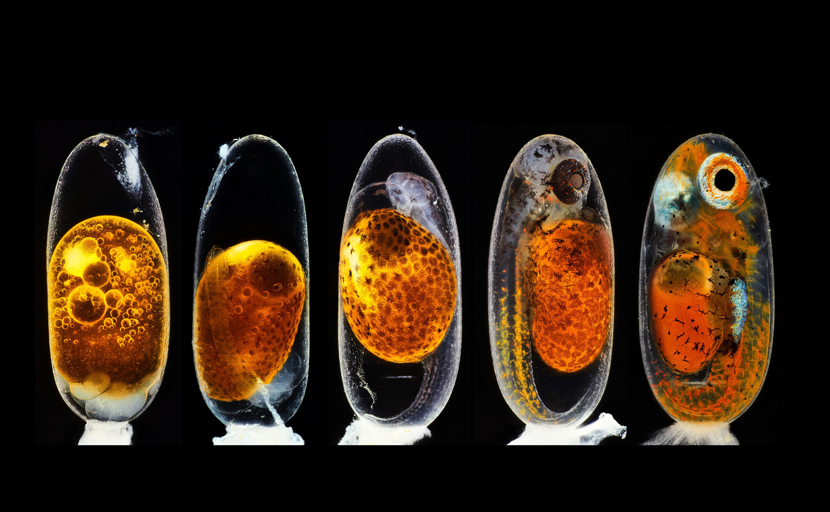 2020 nikon photomicrography competition winners - Embryonic development of a clownfish (Amphiprion percula) on days 1, 3 (morning and evening), 5, and 9