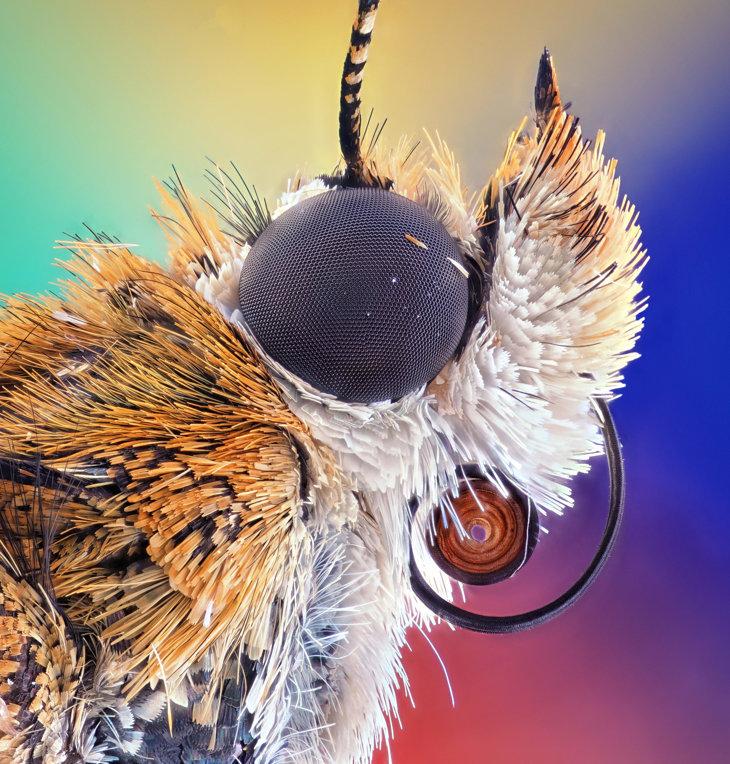 2020 nikon photomicrography competition winners - Bogong moth