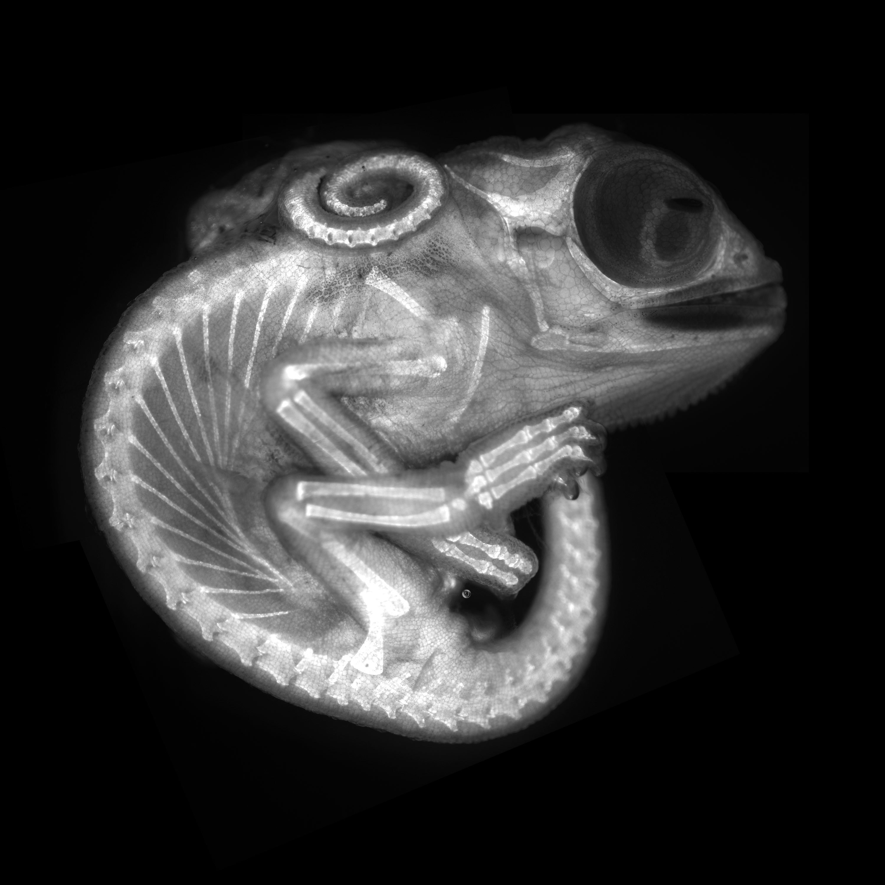 2020 nikon photomicrography competition winners - Chameleon embryo (autofluorescence)