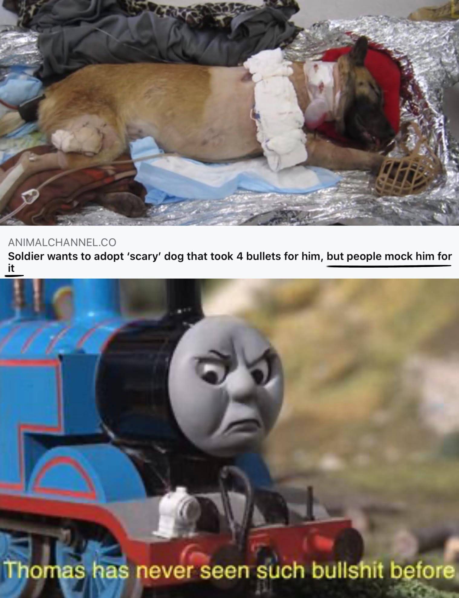 dank memes - beep beep you sad fuck - Animalchannel.Co Soldier wants to adopt 'scary' dog that took 4 bullets for him, but people mock him for it Thomas has never seen such bullshit before
