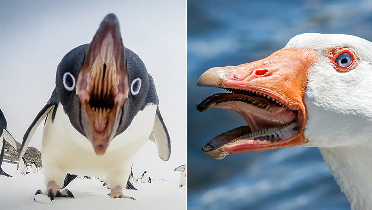 scary pictures - penguin mouth - Olio