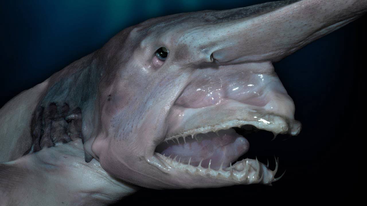 scary pictures - creepy sea creatures