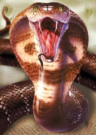 scary pictures - king cobra snake cobra