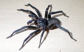 scary pictures - large scary spiders